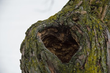 Signs of Love Heart Shape in Tree on Foggy Winter Day