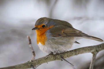 a robin bird on a branch