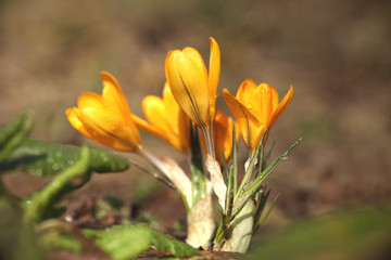 Крокус цветет в весенний солнечный день. Фон для пасхальной открытки.