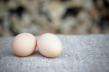 fresh eggs from the chicken coop
