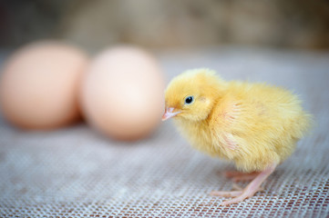 newborn yellow chick