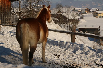 Beautiful views, Schöne Aussichten, ein Pferd von hinten