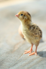 Cute small chick.