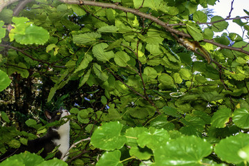 cat hunting chipmunk hiding on the limb of tree