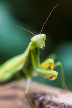 Amantide religiosa