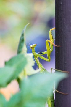 Amantide religiosa
