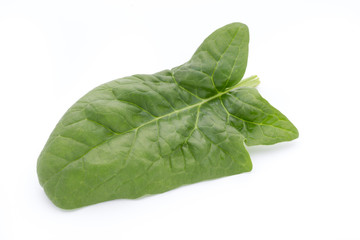 Fototapeta premium Fresh leaves of spinach on the white background.