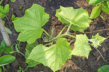 Огурец растёт на даче
