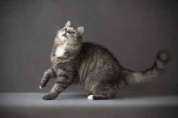 Obraz premium Home cat