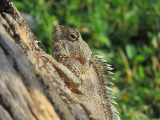 Reptile Lizard on a Tree in Green Background