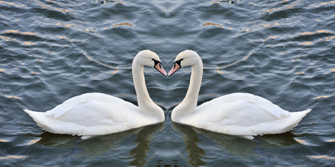 Swans forming a heart in the mirror