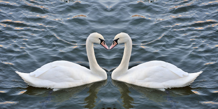 Swans forming a heart in the mirror