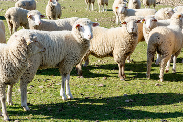 Obraz premium Corderos 