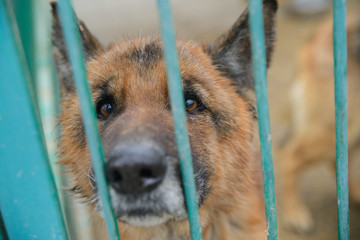 Very sad german shepherd dog in a shelter in the aviary