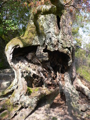 大穴の開いた古木(広島県)
