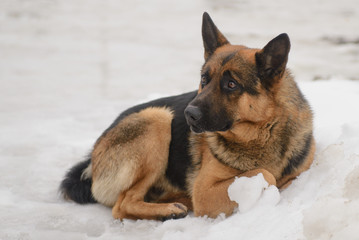 Homeless German Shepherd dog with sad eyes waiting for its owner on the street in the snow