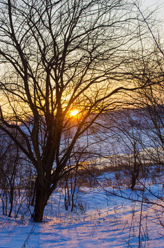 winter forest and the river at sunset