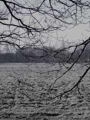winter landscpe