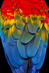 Fototapeta premium Wild Scarlet Macaw Feather Closeup
