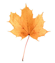 Naklejka na ściany i meble Golden orange and red maple leaf isolated white background. Beautiful autumn maple leaf isolated on white. Fall leaf