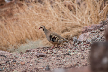 Partridge pault  alectoris rufa in the wilderness of USA