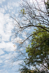 Fototapeta premium branch of tree and blue sky