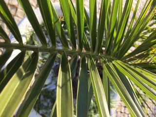 Obraz na płótnie Canvas Palm leaf and sunny blue sky background