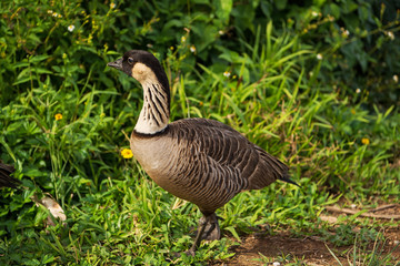 Hawaiian Nene Goose