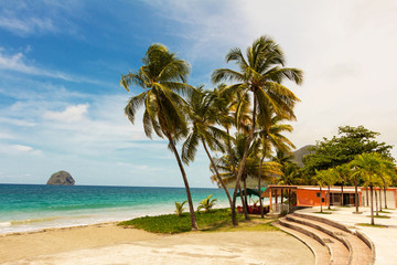 The palm trees on Caribbean beach, Martinique island.