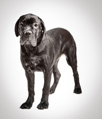 Cane corso puppy on a white background