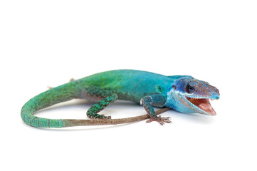 Naklejka premium lizard isolated on white