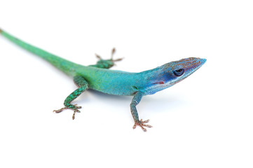 lizard gecko isolated dhite bacground