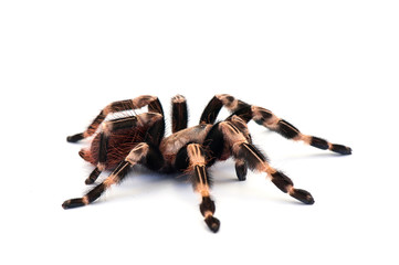 spider isolated on white background
