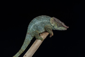 chameleon lizard isolated on black background