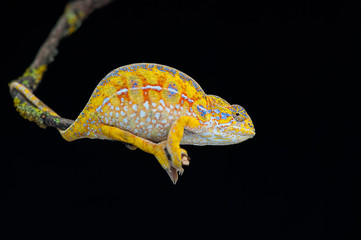 chameleon isolated on black background