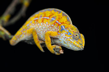 chameleon lizard isolated on black background