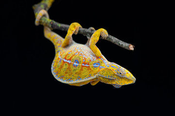 chameleon lizard isolated on black background © Dmitry