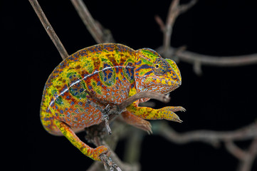 chameleon lizard isolated on black background © Dmitry
