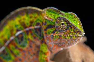 chameleon lizard isolated on black background © Dmitry