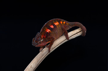 chameleon isolated on black background