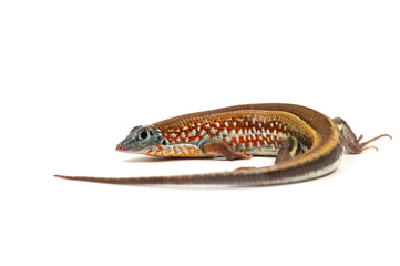 lizard isolated on white