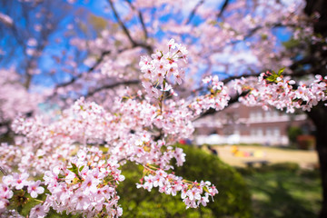 満開の桜