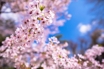 満開の桜