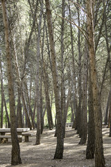 Obraz premium Forest leaves autumn