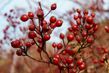 Rose Hips