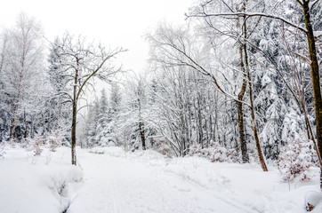 Fototapeta na wymiar Landscape of snowy mountains in the highlands near Altenberg, Saxony in Germany