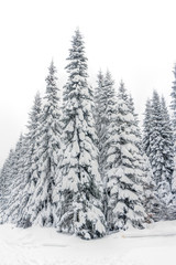 Landscape of snowy mountains in the highlands near Altenberg, Saxony in Germany