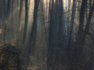 Leśne promienie © Tomek Kiecana