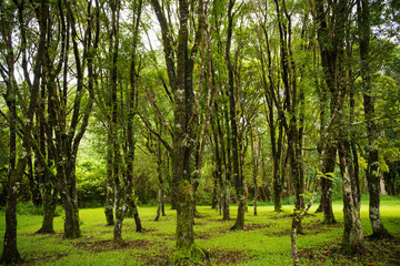 Keahua Forestry Arboretum