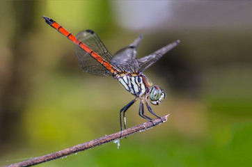 Beautiful dragonfly on branch with colorful background.